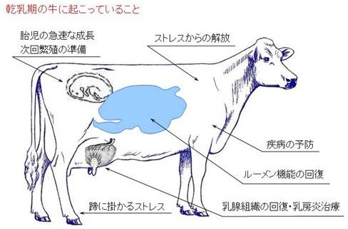 乾乳期の重要性1