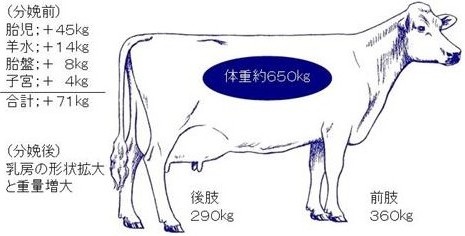乾乳期の重要性4