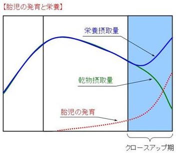 乾乳期の重要性6