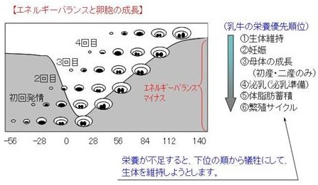 乾乳期の重要性7
