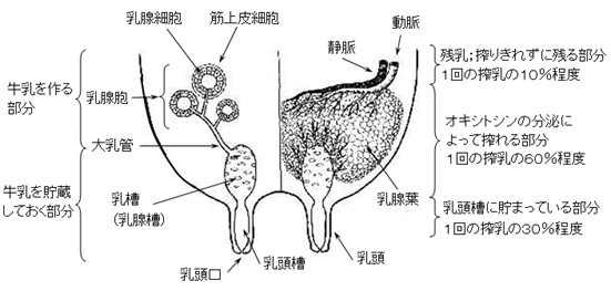 泌乳生理について1