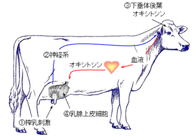 泌乳生理について2