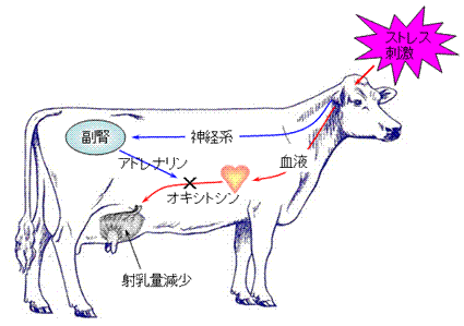 泌乳生理について4