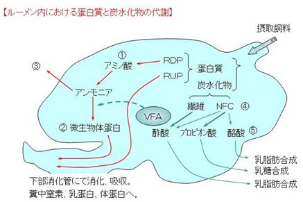 蛋白質と炭水化物のﾊﾞﾗﾝｽ1