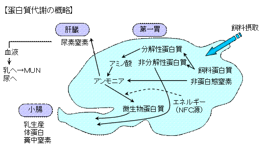 MUNについて1